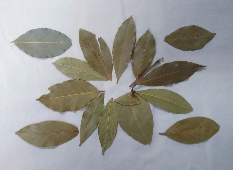 Dried Bay Leaves Wholesale