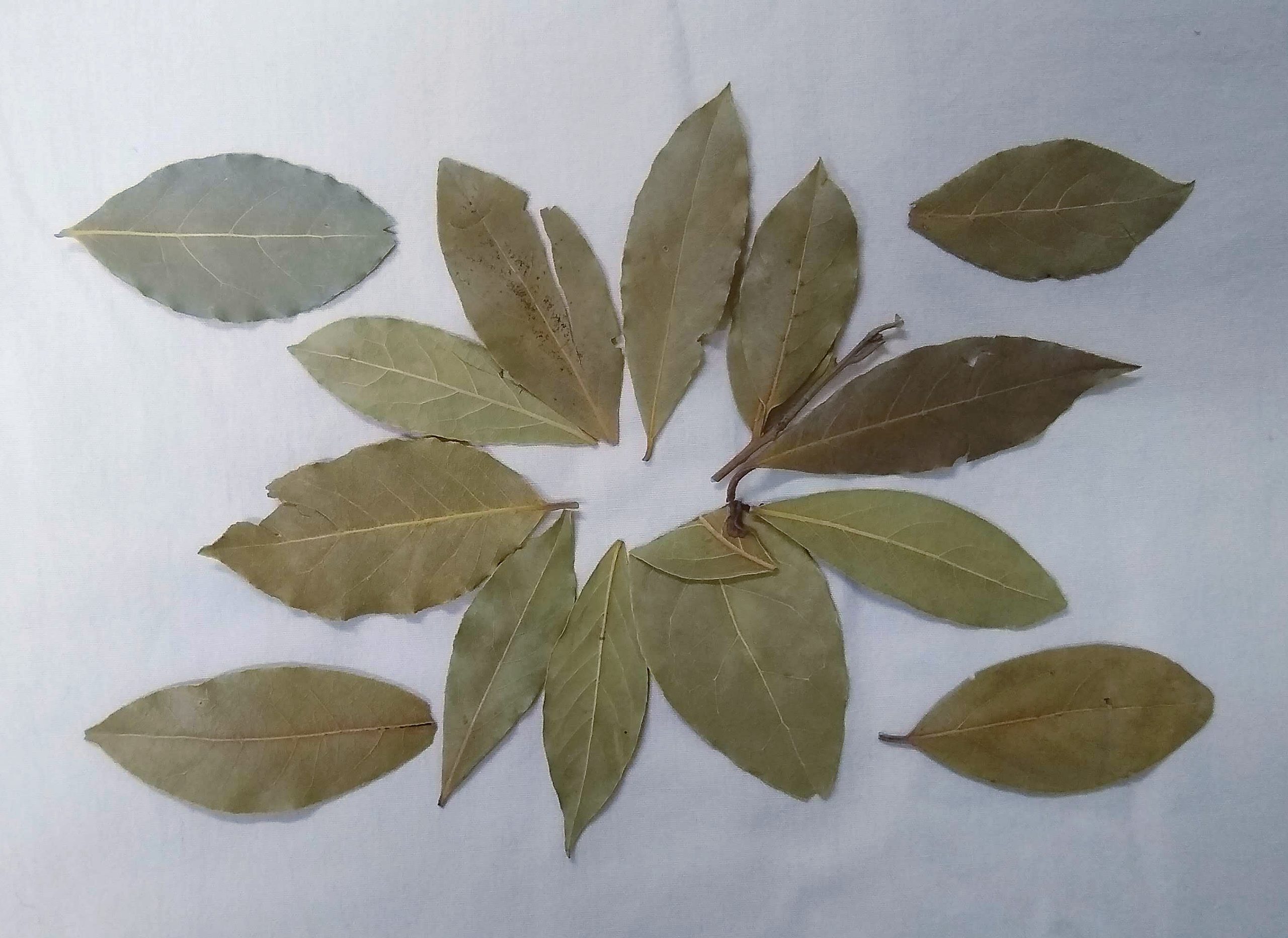 Dried Bay Leaves wholesale product name text; no product image requested