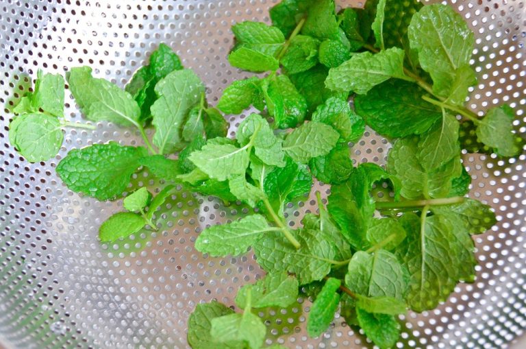 Dried Mint Wholesale | Bulk B2B Supply