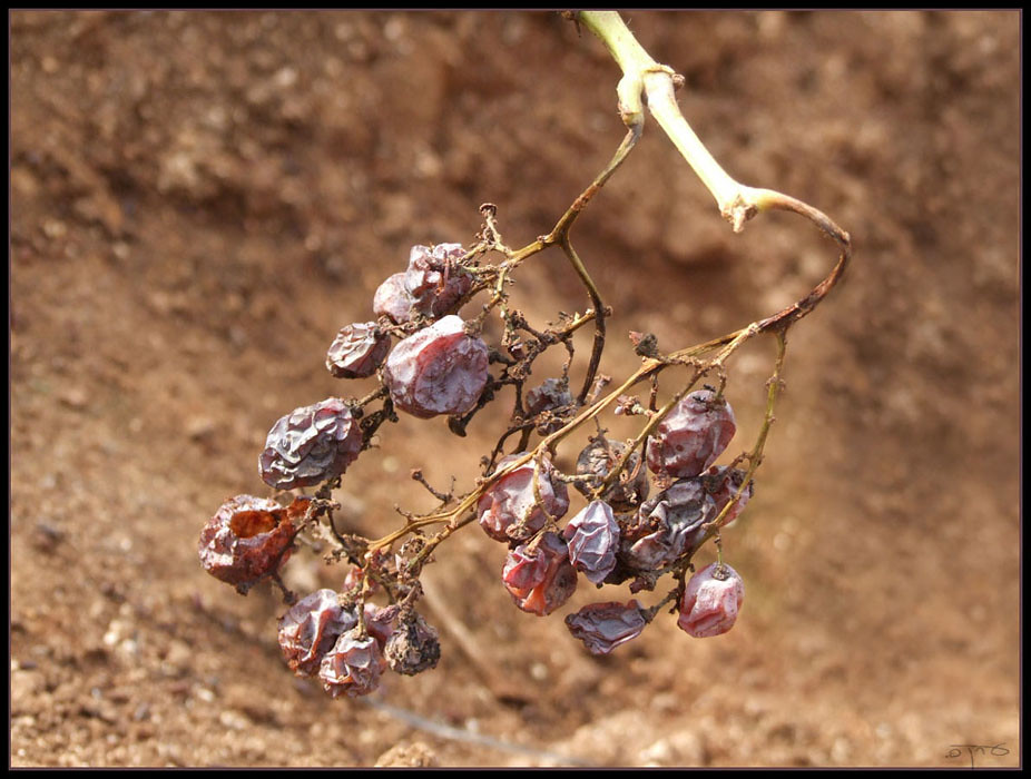 Dried Raisins