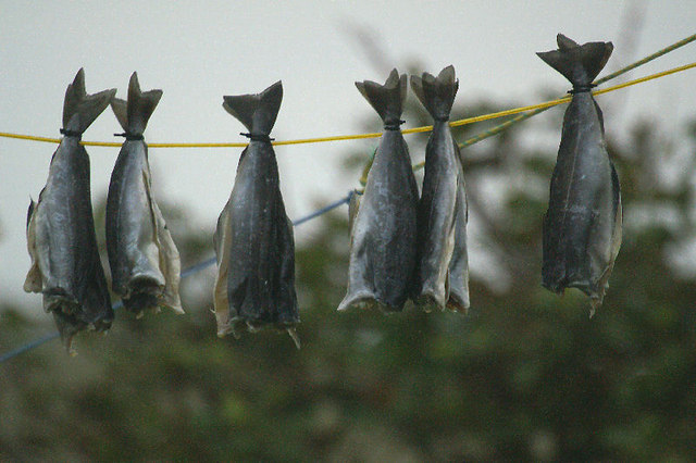 Dried Saithe Stockfish Coalfish Wholesale
