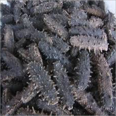 Dried Sea Cucumber Wholesale