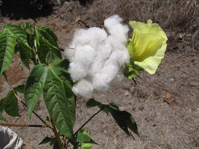 Egyptian Cotton Wholesale