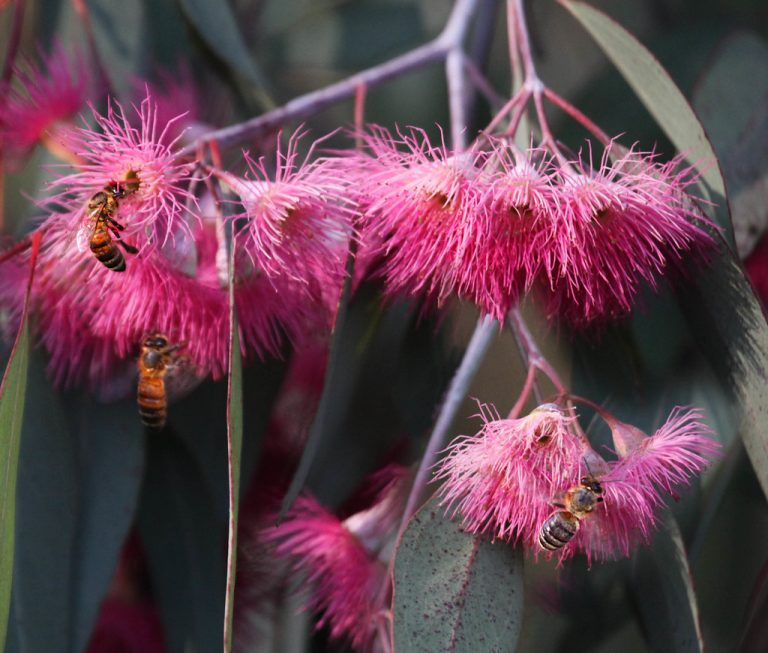 Eucalyptus Honey Wholesale | Bulk B2B Supply