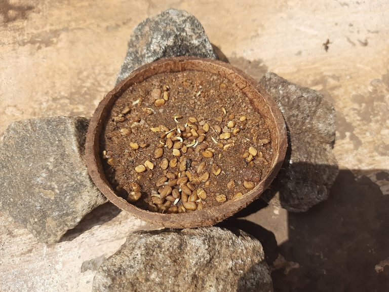 Fenugreek Seeds Wholesale