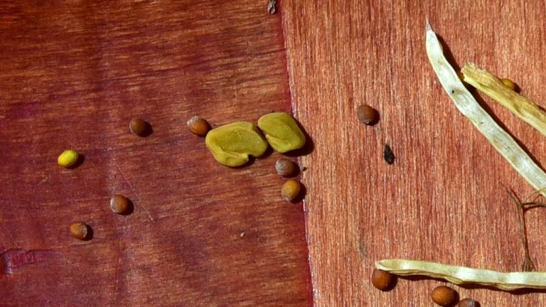 Fenugreek Seeds Wholesale | Bulk B2B Supply