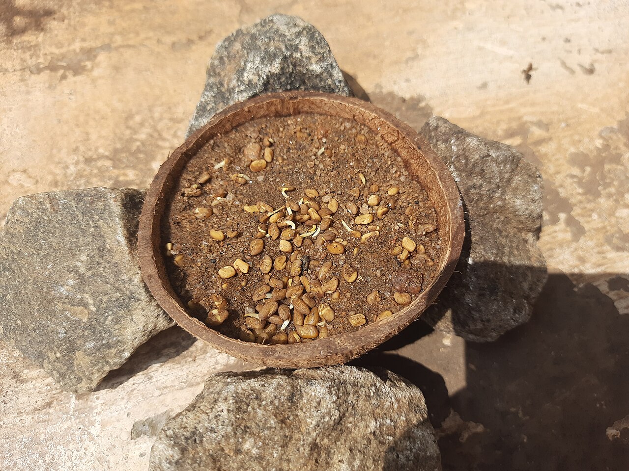Fenugreek Seeds wholesale product name text; no product image requested