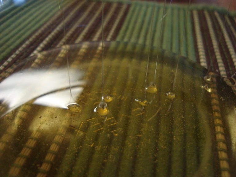 Filtered Honey Wholesale | Bulk B2B Supply