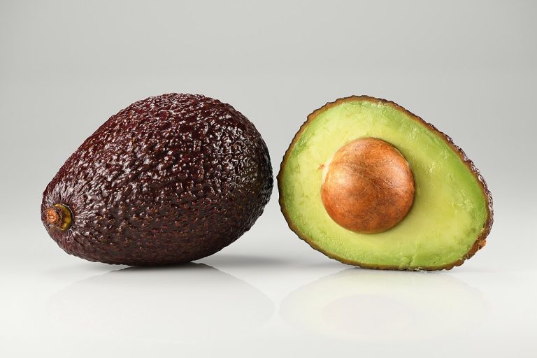 Fresh Avocados Wholesale