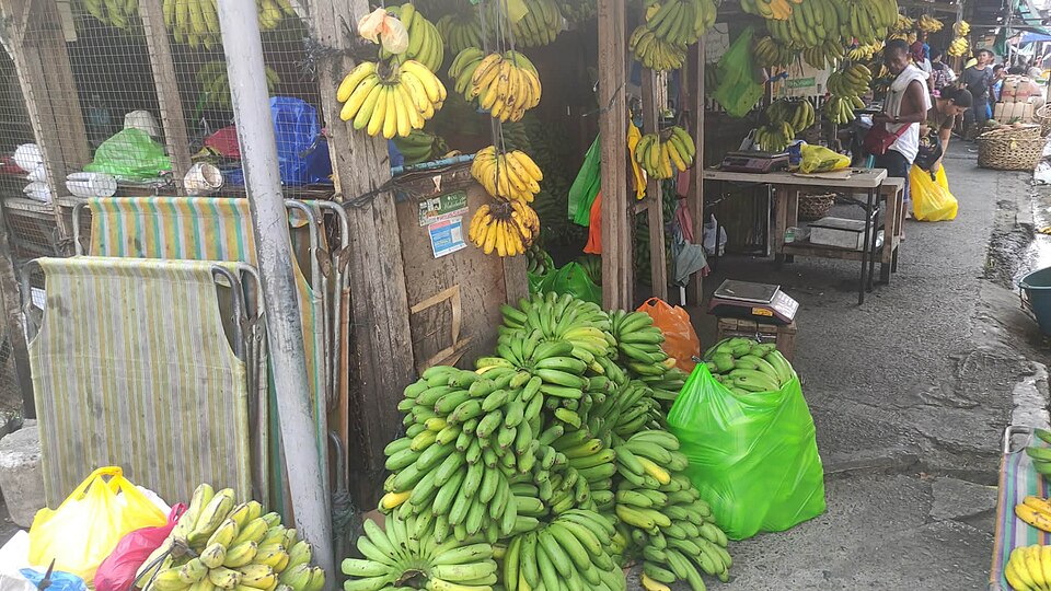 Fresh Bananas