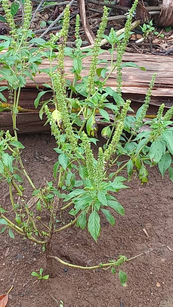 Fresh Basil Wholesale
