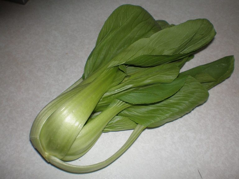 Fresh Bok Choy Wholesale