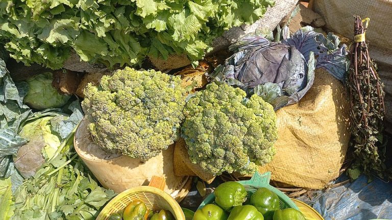 Fresh Broccoli Wholesale