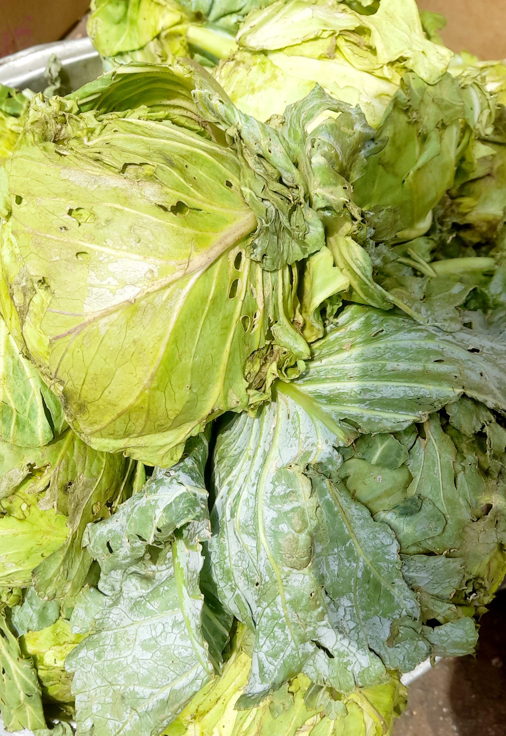 Fresh Cabbage