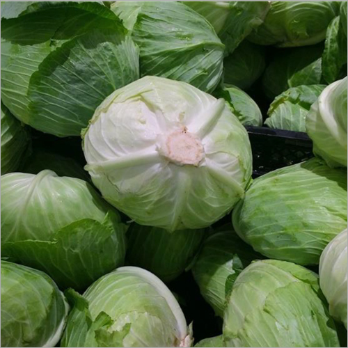 Fresh Cabbage Wholesale