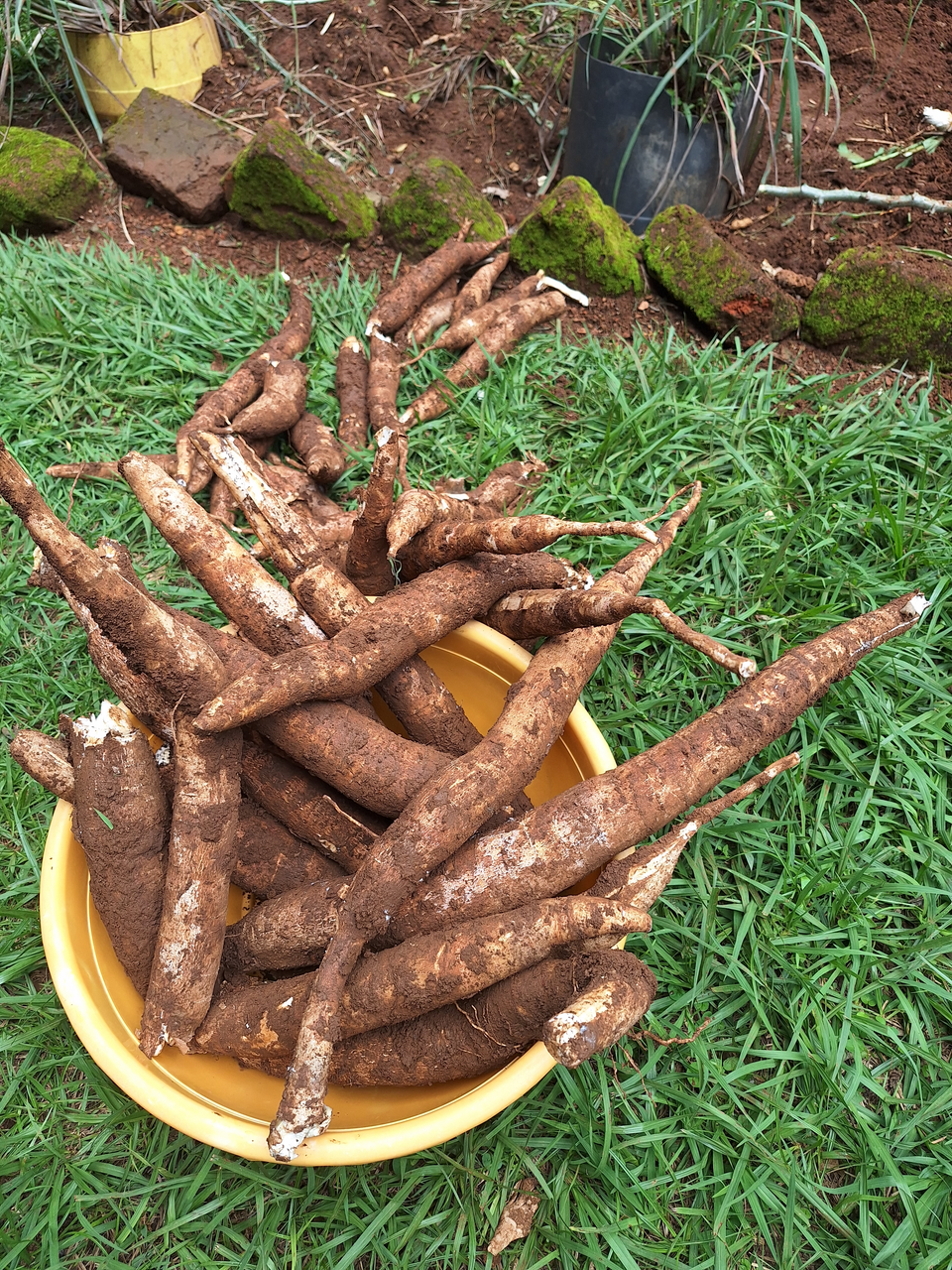 Fresh Cassava