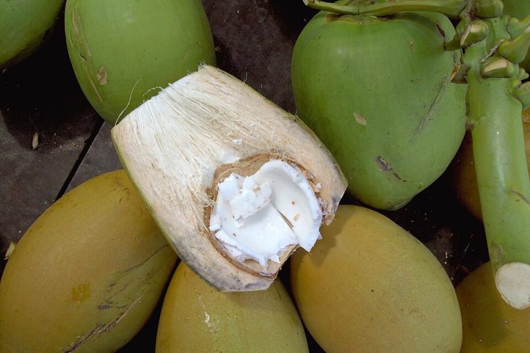 Fresh Coconuts Wholesale