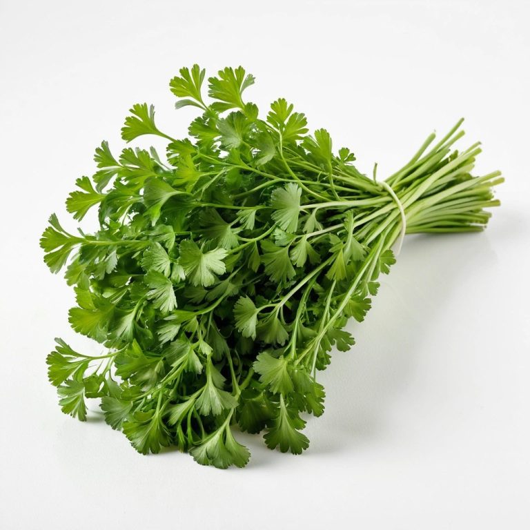 Fresh Coriander (Cilantro) Wholesale