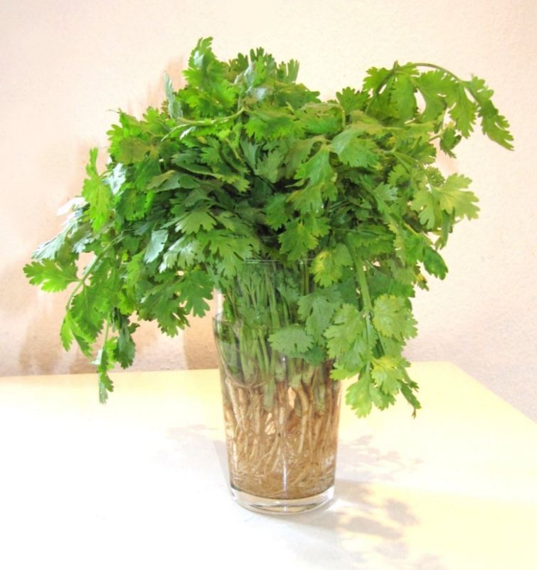 Fresh Coriander (Cilantro)