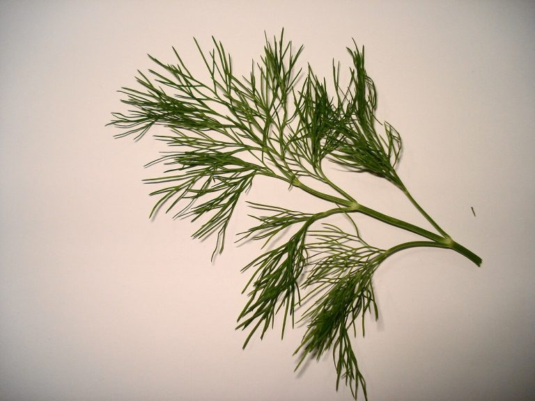 Fresh Dill Wholesale
