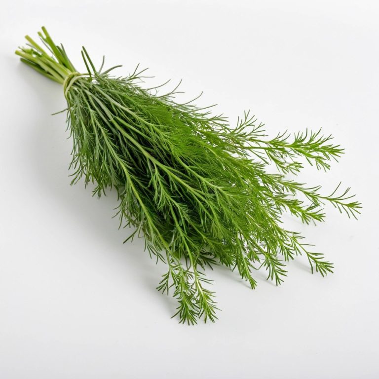 Fresh Dill Wholesale