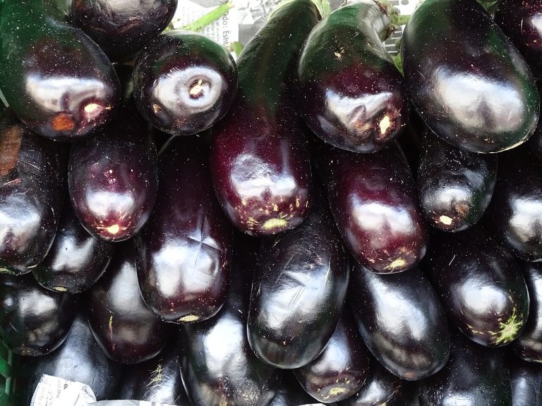 Fresh Eggplant Wholesale