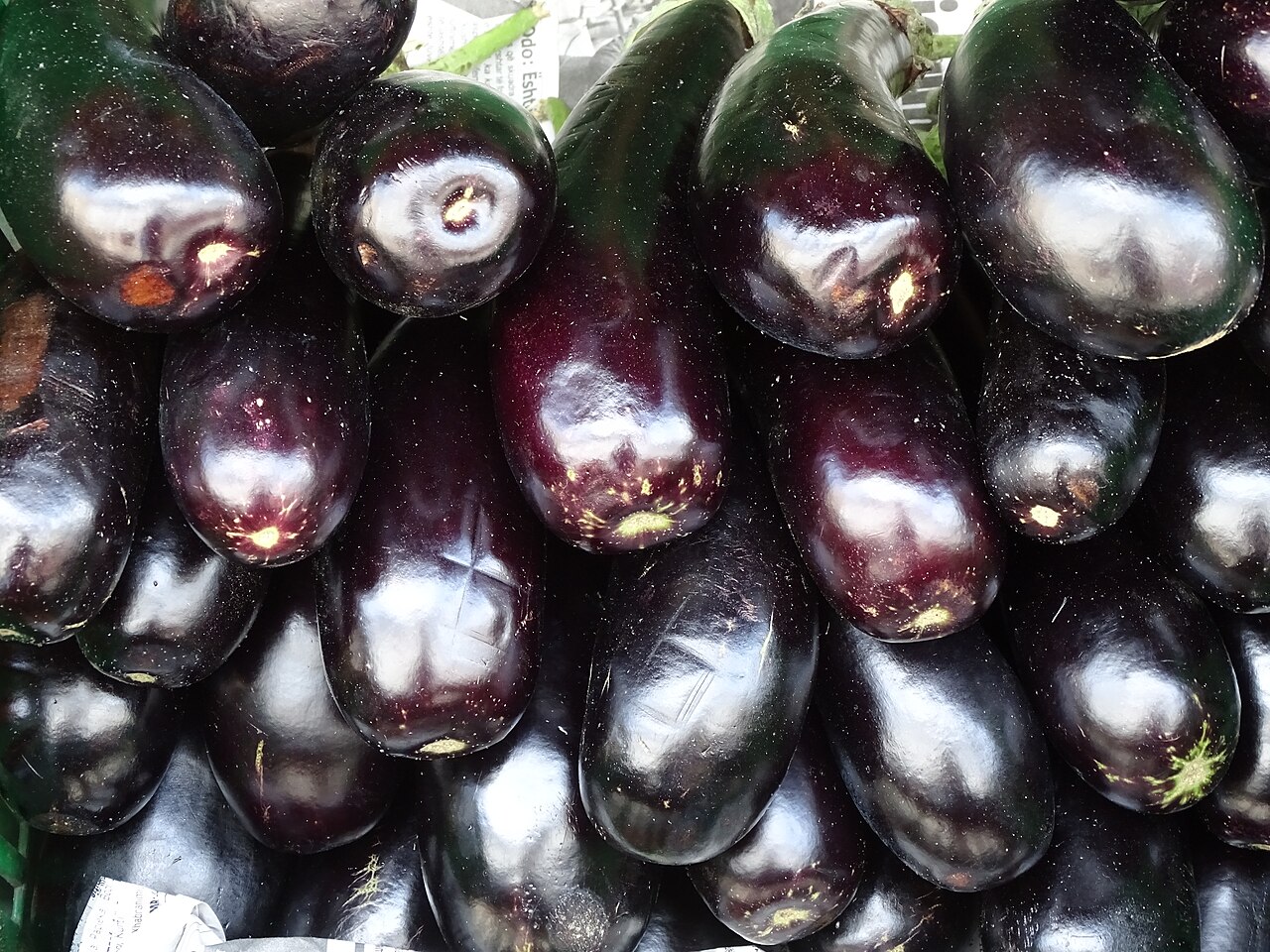 Fresh Eggplant Wholesale pack for wholesale and international export