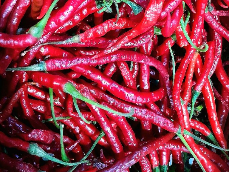Fresh Green Chili Peppers Wholesale