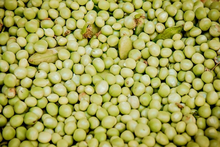 Fresh Green Peas Wholesale