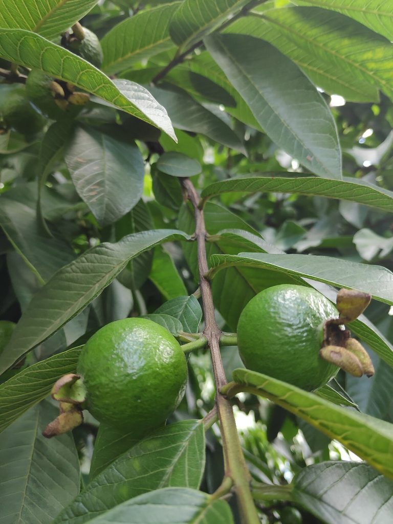 Fresh Guava Wholesale