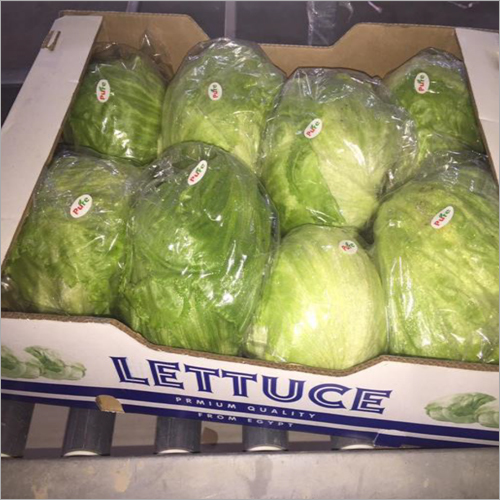 Fresh Iceberg Lettuce Wholesale pack for wholesale and international export