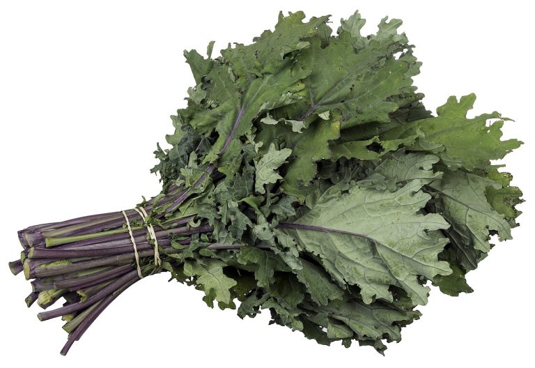 Fresh Kale Wholesale