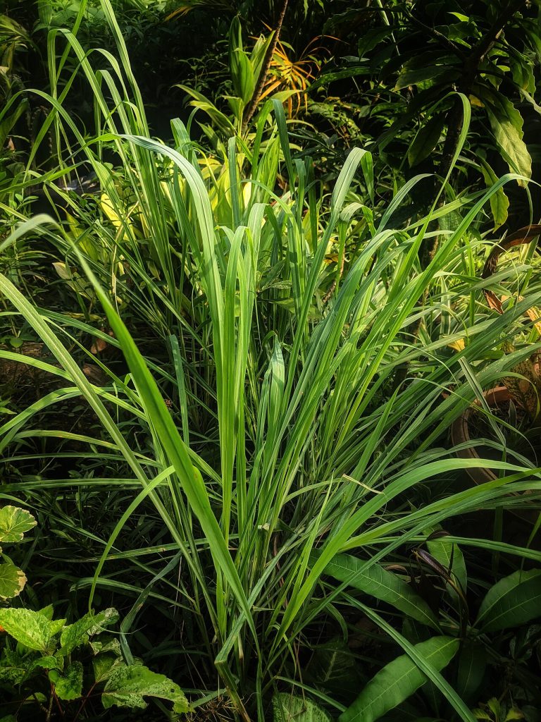 Fresh Lemongrass Wholesale