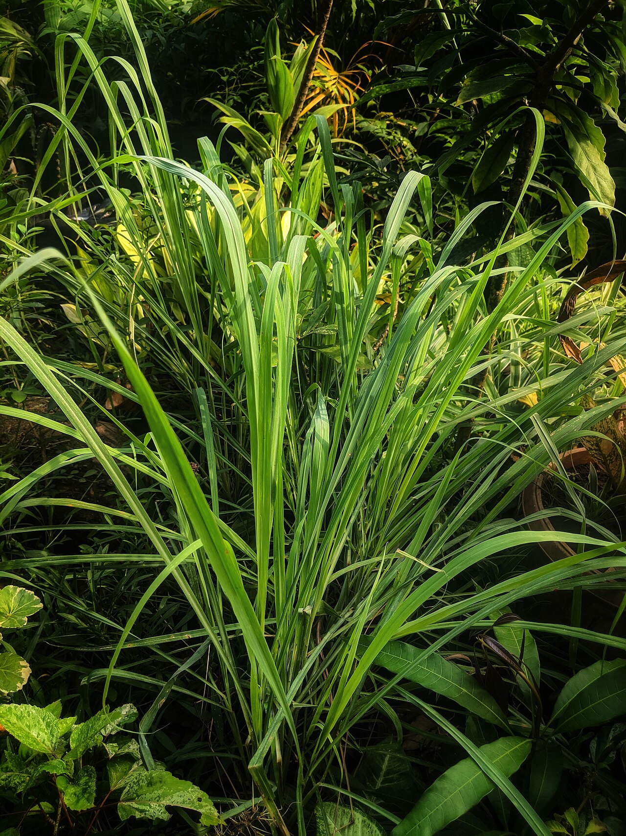Fresh Lemongrass Wholesale pack for wholesale and international export