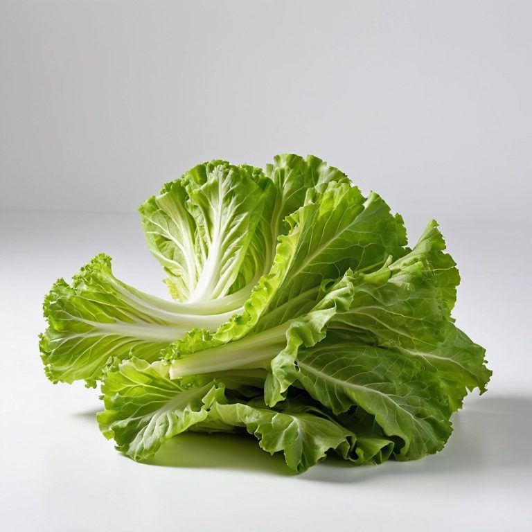 Fresh Lettuce Wholesale