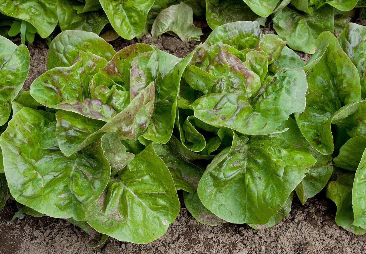 Fresh Lettuce Wholesale pack for wholesale and international export