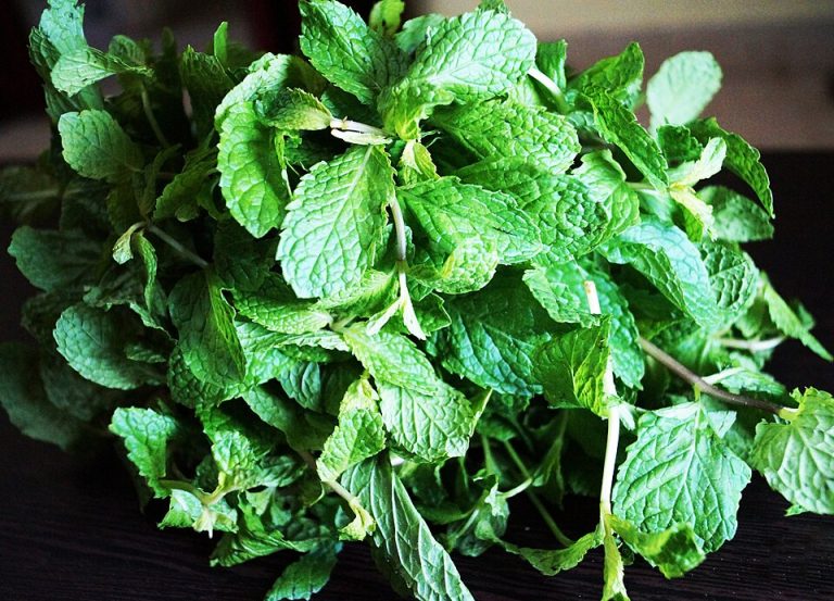 Fresh Mint Wholesale