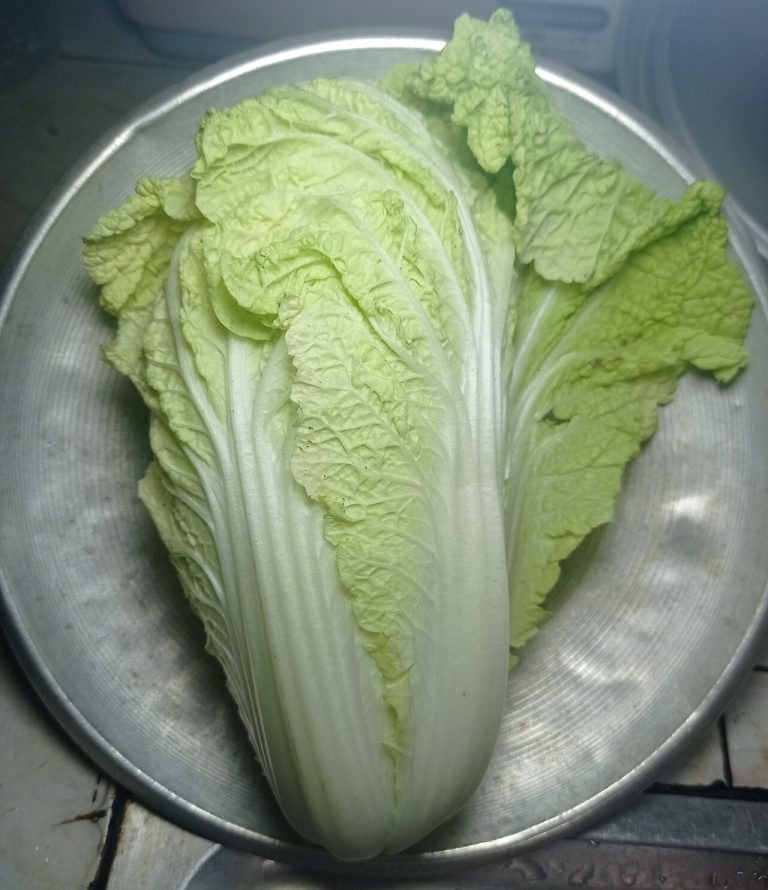 Fresh Napa Cabbage Chinese Cabbage Wholesale