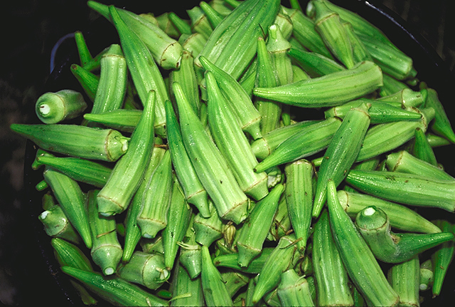 Fresh Okra Wholesale