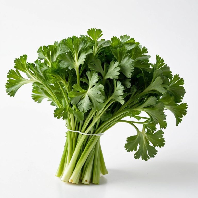 Fresh Parsley Wholesale