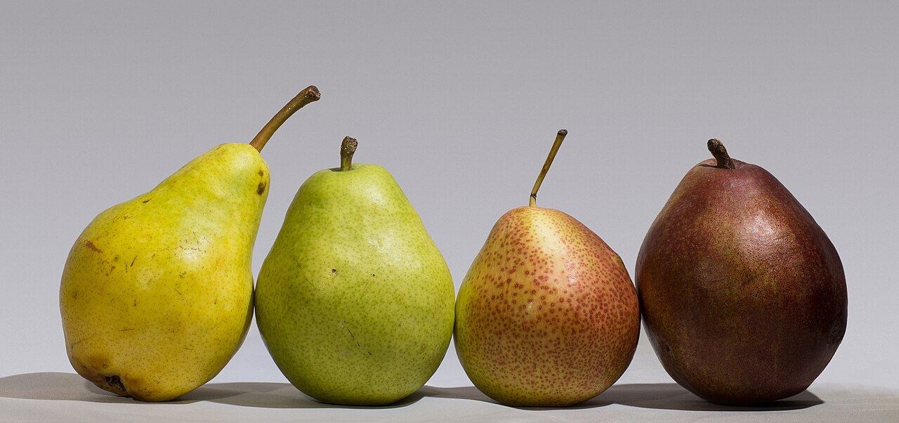 Fresh Pears Wholesale pack for wholesale and international export