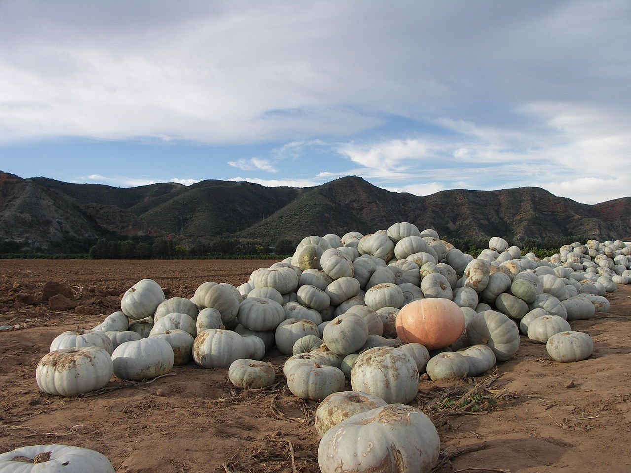 Fresh Pumpkin Wholesale pack for wholesale and international export