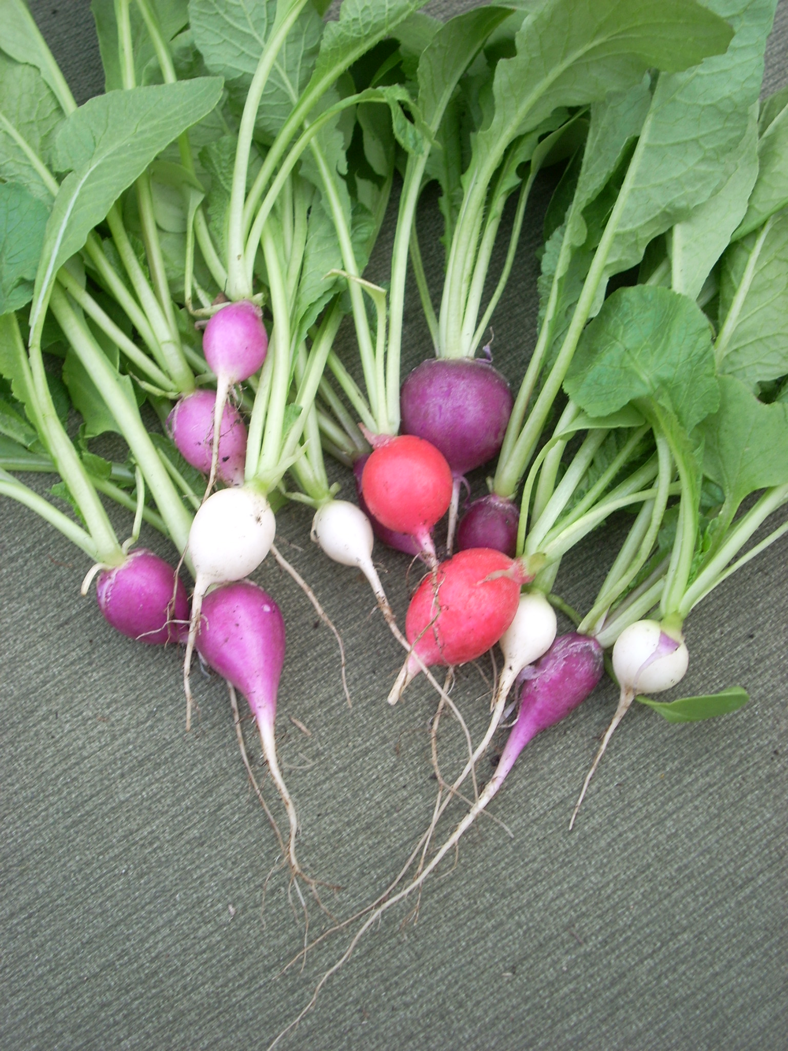 Fresh Radishes