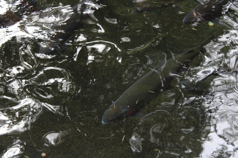 Fresh Rainbow Trout Wholesale