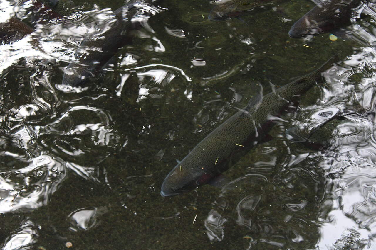 Fresh Rainbow Trout Wholesale