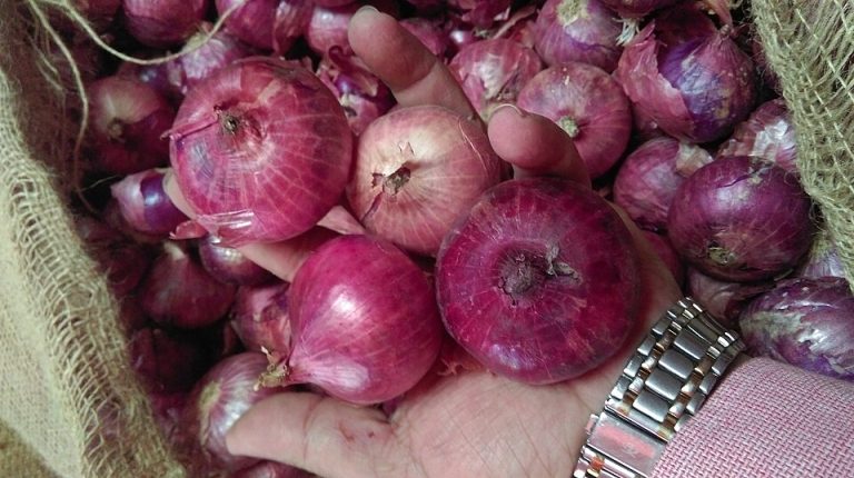 Fresh Red Onions Wholesale