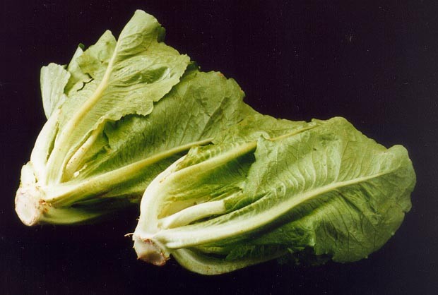 Fresh Romaine Lettuce Hearts Wholesale