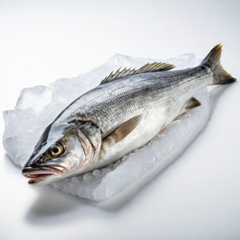 Fresh Sea Bass Wholesale