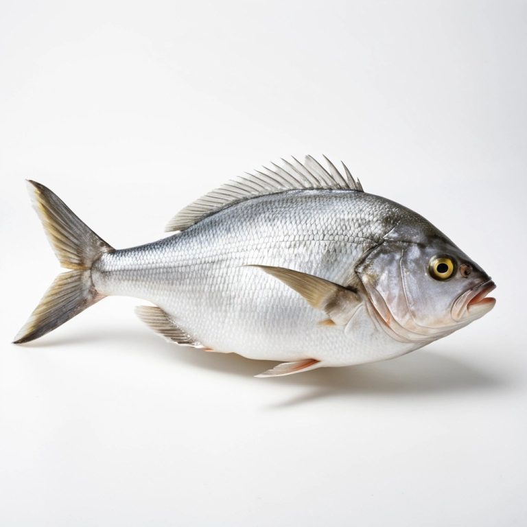 Fresh Sea Bream Wholesale