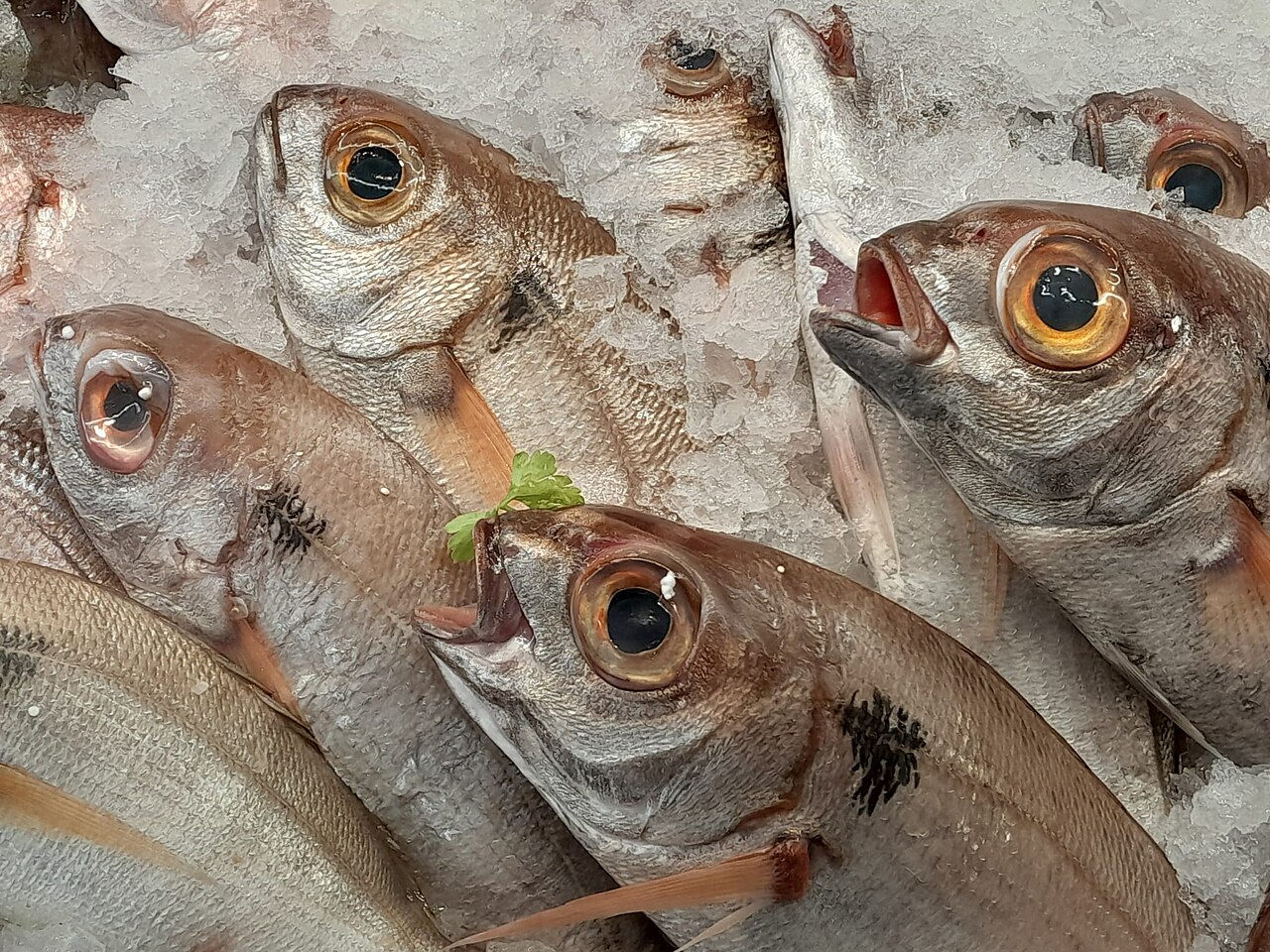 Fresh Sea Bream Wholesale pack for wholesale and international export